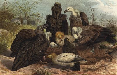 Southern European Vulture by European School